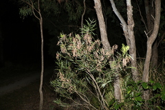 Acacia simsii