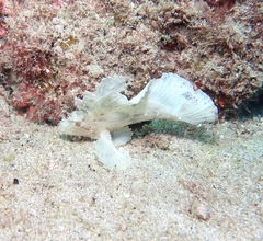 Taenianotus triacanthus