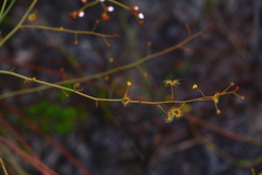 Drosera gigantea