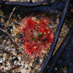 Drosera nitidula