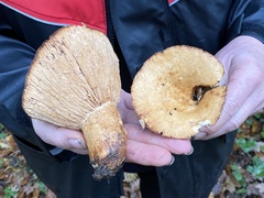 Lactarius acerrimus