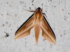 Xylophanes neoptolemus