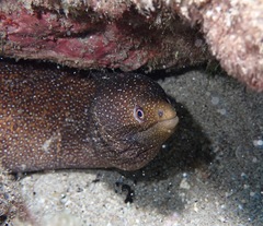 Gymnothorax meleagris