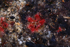 Drosera nitidula