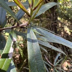 Nestegis cunninghamii