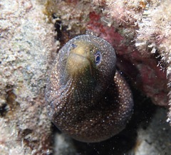 Gymnothorax meleagris