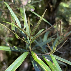 Nestegis cunninghamii