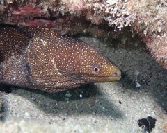 Gymnothorax meleagris