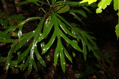 Image of Darlingia darlingiana by (c) Greg Tasney, some rights reserved (CC BY-SA)