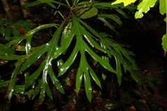 Darlingia darlingiana, photograph (c) Greg Tasney, some rights reserved (CC BY-SA)