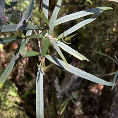 Nestegis cunninghamii