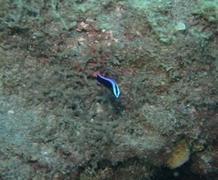 Labroides phthirophagus