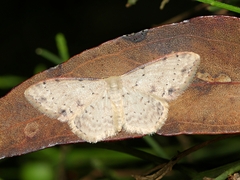 Idaea halmaea