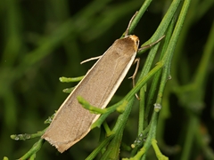 Palaeosia bicosta