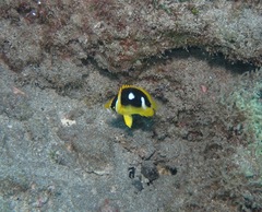 Chaetodon quadrimaculatus