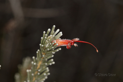 Adenanthos argyreus