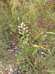 Erigeron acris droebachiensis