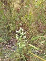 Erigeron acris droebachiensis