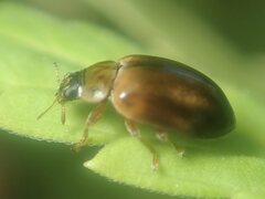 Aphidecta obliterata