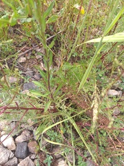 Erigeron acris droebachiensis