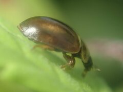 Aphidecta obliterata