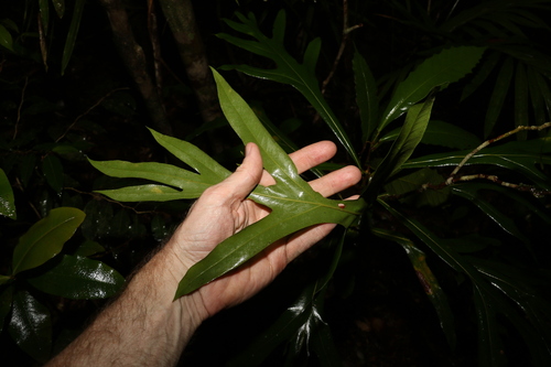 Image of Darlingia darlingiana by (c) Greg Tasney, some rights reserved (CC BY-SA)