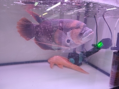 Osphronemus laticlavius