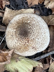 Lepiota