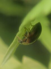 Aphidecta obliterata