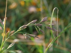 Lolium pratense