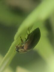 Aphidecta obliterata