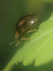 Aphidecta obliterata