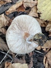 Lepiota