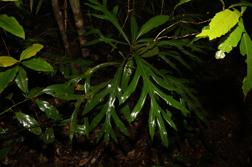 Image of Darlingia darlingiana by (c) Greg Tasney, some rights reserved (CC BY-SA)