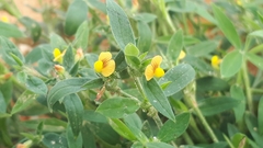 Stylosanthes biflora