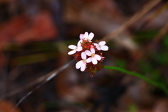 Stylidium scariosum