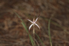 Caladenia dimidia