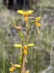 Diuris chrysantha