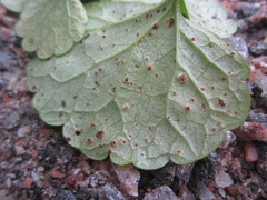 Puccinia glechomatis