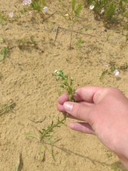 Erigeron acris droebachiensis