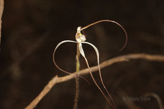Caladenia dimidia