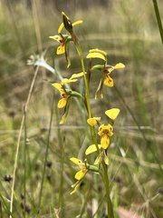 Diuris chrysantha