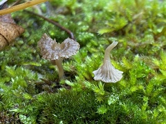 Arrhenia rickenii
