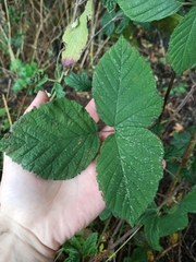 Rubus