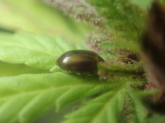 Aphidecta obliterata