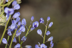 Comesperma