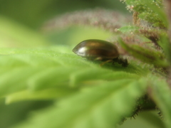 Aphidecta obliterata