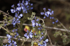 Comesperma