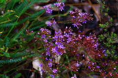 Calytrix