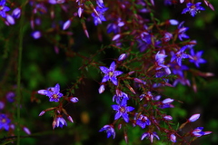 Calytrix